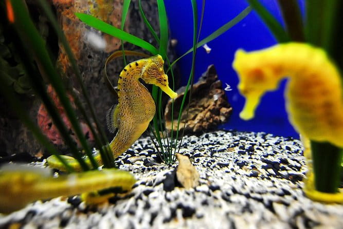 The Florida Aquarium in Tampa General Admission - Whats Inside the Aquarium? A Closer Look