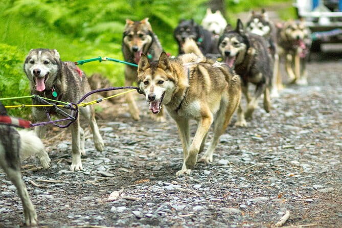 Turning Heads Kennel Dogsledding Experience & Tour - Who Will Love This Tour?