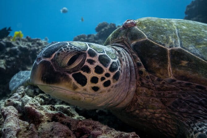 Turtle Canyon Waikiki Snorkel Adventure - Detailed Breakdown of the Itinerary