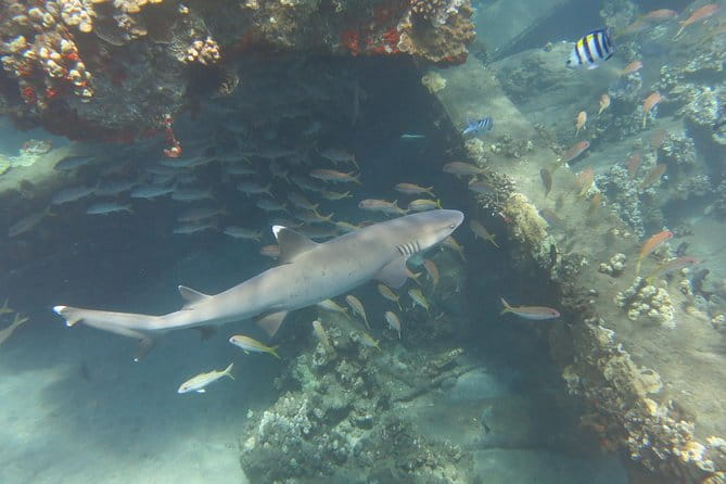 Turtle & Shark Scuba Dive in Lahaina: Certified - The Value for Money