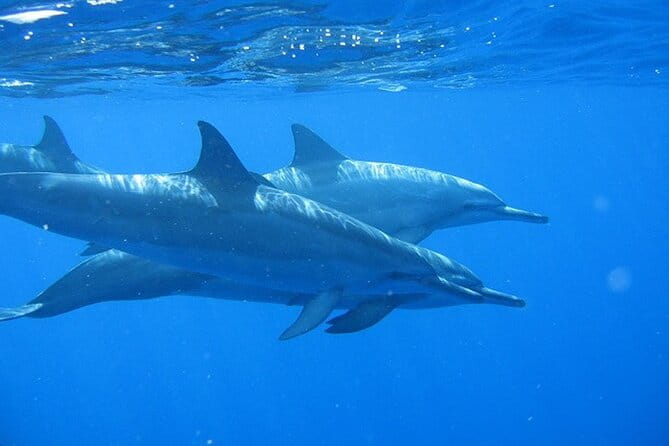Ultimate Na Pali Coast Zodiac Boat Snorkeling and Sea Cave Tour - What Makes This Tour Stand Out?
