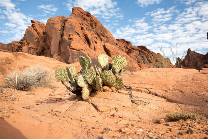 Valley of Fire and Lost City Museum Tour from Las Vegas - Price and Value
