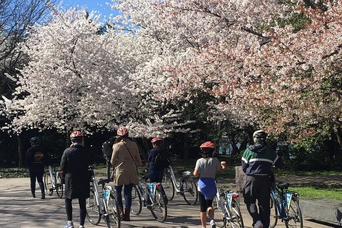 Washington DC Cherry Blossoms By Bike Tour - Practical Details and What to Expect