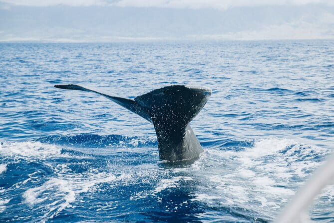 West Maui Snorkel & Sail from Ma'alaea Harbor - Food and Drinks