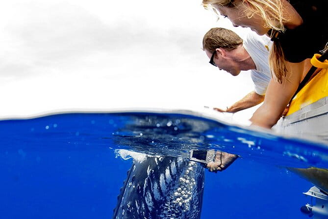 Whale Watch Adventure Aboard Maui's Only Luxury Super Raft - The View of the Whales