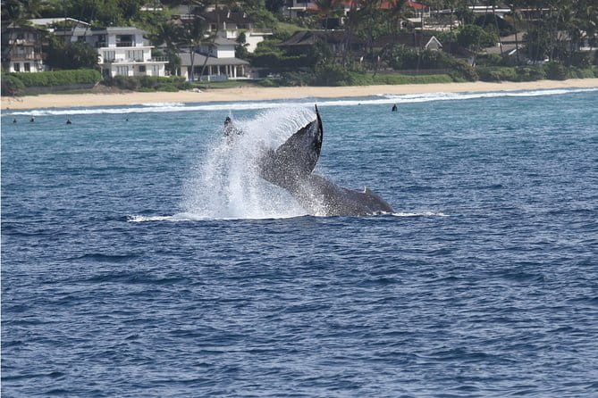Whale Watch Cruise Aboard The Majestic by Atlantis Cruises - What Makes This Tour Stand Out