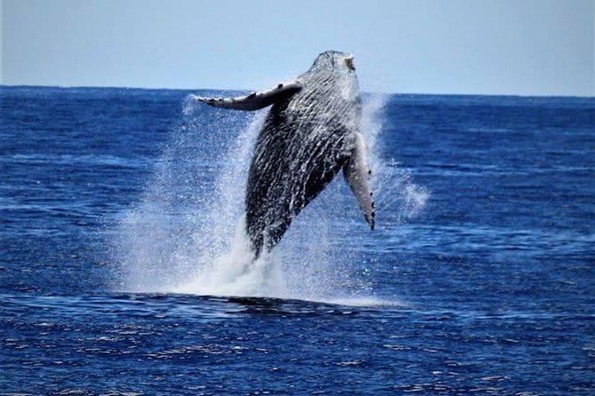 Whale Watch Excursion from the Big Island - Analyzing the Cost and Value