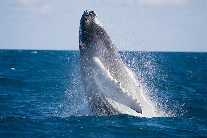 Whale-Watching and Orange County Beaches Tour from Anaheim - What Makes This Tour Stand Out?