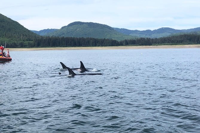Whale Watching Charters and Bear search through Icy Strat Alaska - Who Should Consider This Tour?