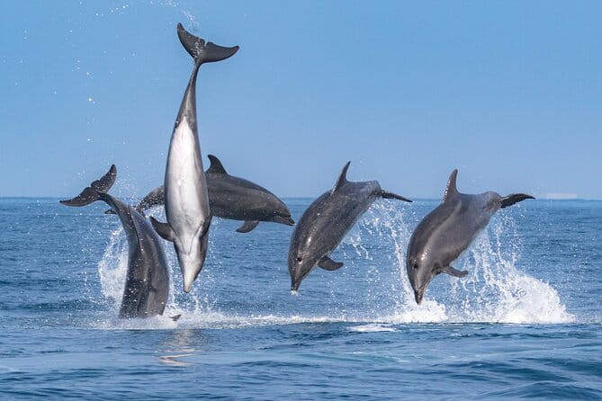 Whale-Watching Cruise from Newport Beach - The Sum Up