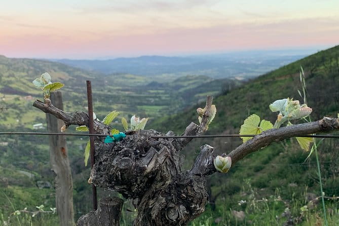 Wine Tour Pros - Wine Tour and Transportation: SUV Up To 6 Guests - Final Thoughts