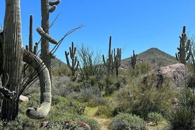 1-2 Hour Sonoran Desert Private Guided Hiking Tour - Frequently Asked Questions
