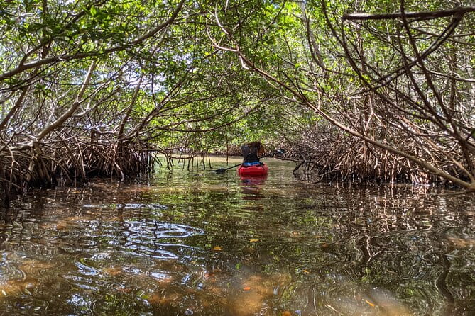 2 Hours Kayak Eco Tour in Tarpon Springs - Final Thoughts: Who Should Consider This Tour?