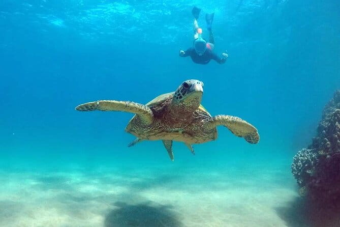 5 in 1 Deluxe Cruise: Turtle Snorkeling, Activities and Pick-Up - Potential Drawbacks to Consider