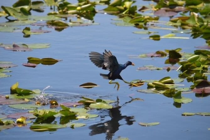 60 min Private Everglades Airboat Ride in Miami - In Closing