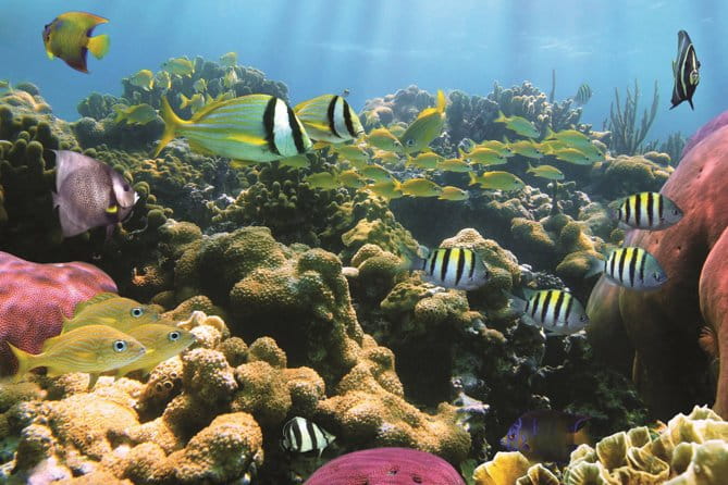 Afternoon Hawaiian Green Sea Turtle and Dolphin Snorkel and Sail - What Travelers Say