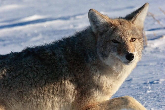 Best of Jackson Hole Wildlife Private Safari Tour - The Optional Sleigh Ride