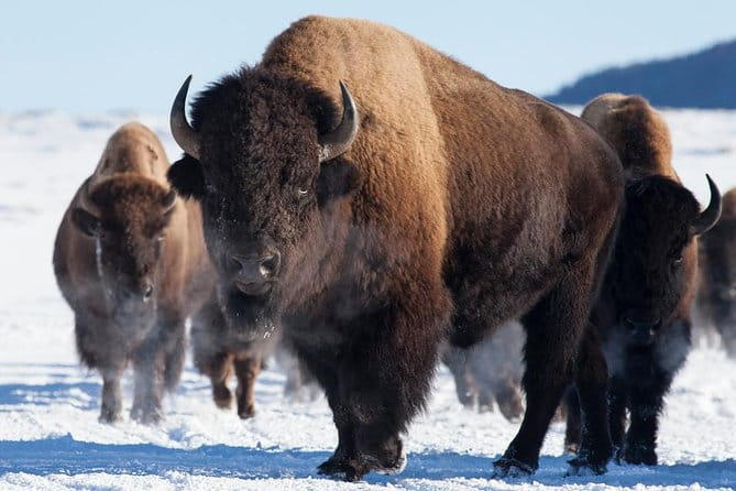 Best of Jackson Hole Wildlife Safari Tour - The Sum Up