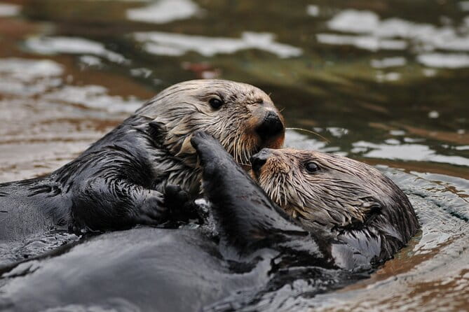 Best Whale Watching and Wildlife Shore Excursion in Sitka - Final Thoughts: Who Should Sign Up?