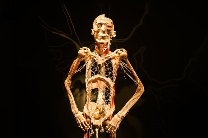 Bodies The Exhibition at the Luxor Hotel and Casino - The Pros and Cons