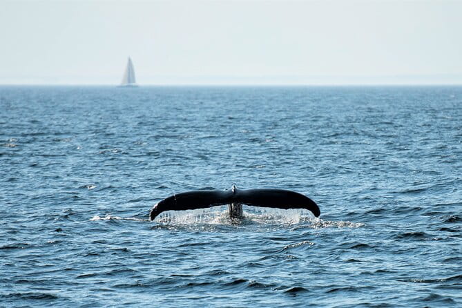 Boston Whale Watching Cruise by High-Speed Catamaran - Analyzing the Value