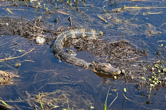 CENTRAL FLORIDA’S BEST PRICED eco-friendly airboat rides - What Are Travelers Saying?