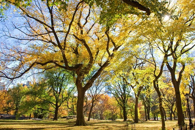 Central Park Photography Tour with Local Photographer - Authentic Feedback and Real-World Value