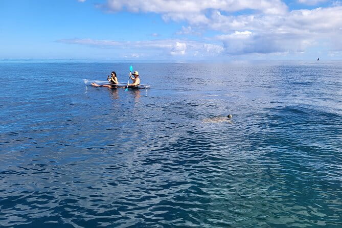 Clear Bottom Kayak - Guaranteed to see Turtles! - FAQ