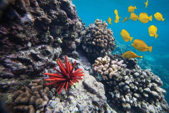 Discover the Magic of Coral Garden’s Turtle Town - Maalaea Harbor - Who Will Love This Tour?