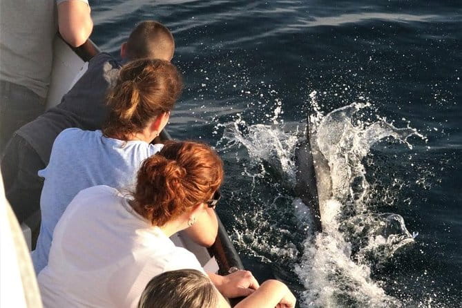 Dolphin and Whale Watching Sunset Cruise - Frequently Asked Questions