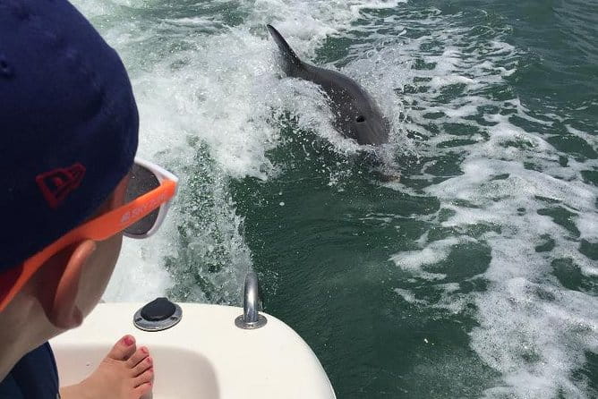 Dolphin Tours - Fort Myers Beach / Naples - What Makes This Tour Stand Out?