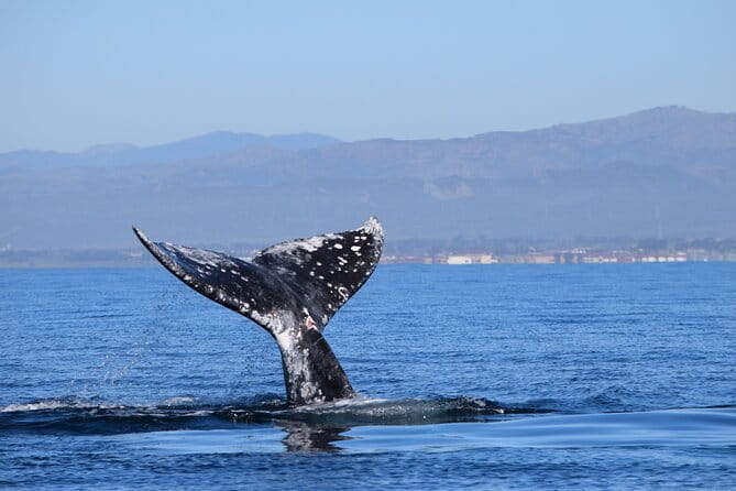 Dolphin & Whale Watching - Considerations and Possible Drawbacks