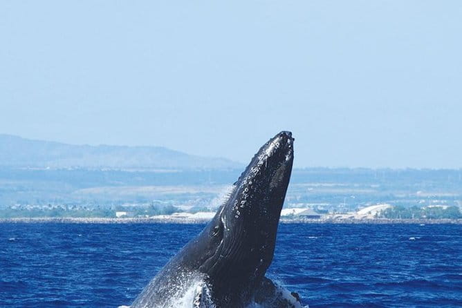 Early Bird Whale Watching Cruise from Waikiki - FAQ