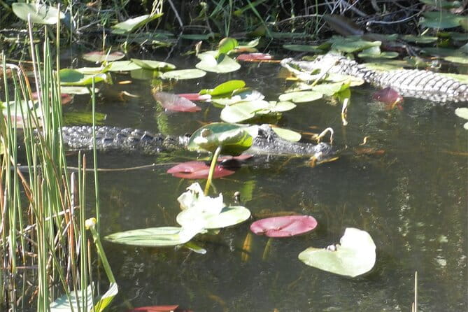 Everglades Airboat Tour from Fort Lauderdale with transportation - Final Thoughts