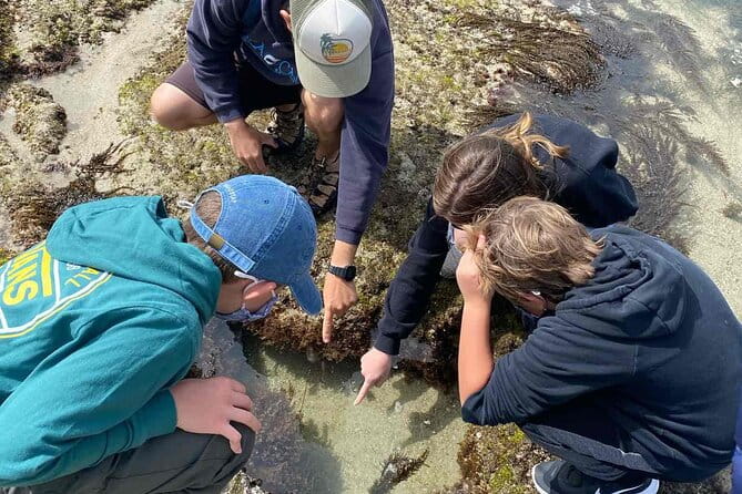 Explore San Diego Tide Pools with a Marine Biologist - The Sum Up