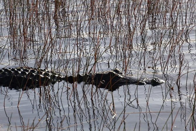 Florida Everglades Night Airboat Tour near Fort Lauderdale - Who Should Consider This Tour?