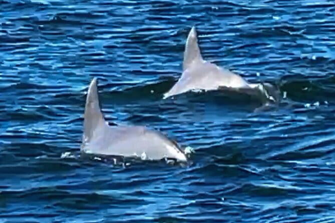 Frisky Mermaid Dolphin + Scenic Bay Sightseeing Tour - Summary: The Bottom Line