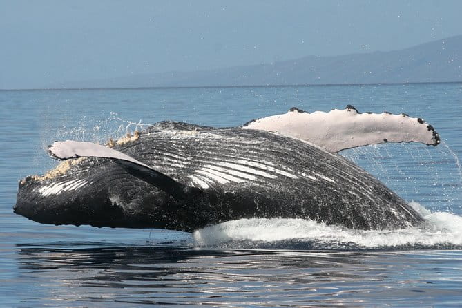 From Ma'alaea Harbor: Whale Watch Cruise Aboard the Malolo - FAQ