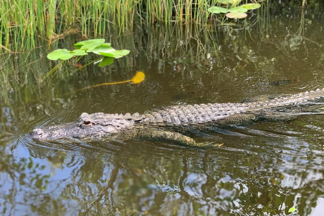 From Miami: Everglades Airboat, Wildlife Show, and Roundtrip Bus - Who Will Love This Tour?