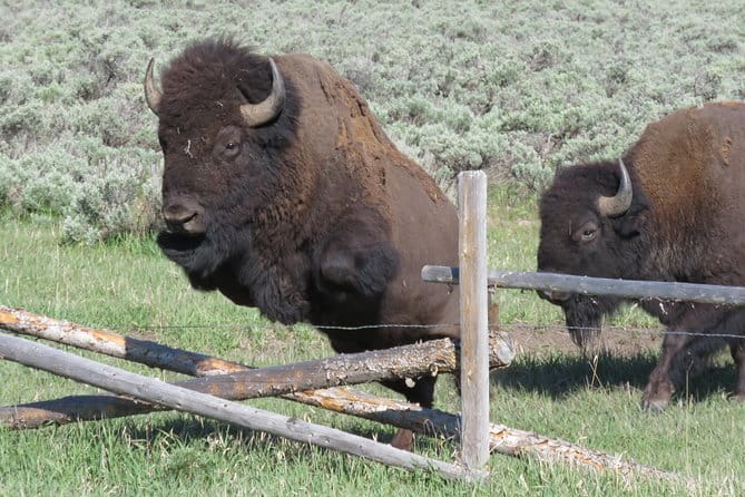Grand Teton National Park - Sunrise Tour from Jackson Hole - The Food and Comfort of the Tour