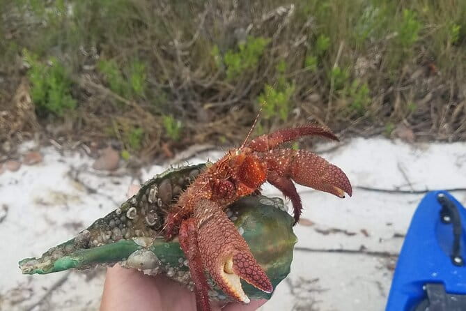 Guided Kayak EcoTour of Beautiful Shell Key Preserve - FAQ