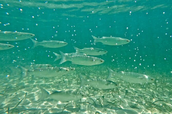 Guided Snorkel Experience, Free Videos in West Palm Beach - Authentic Feedback from Reviewers