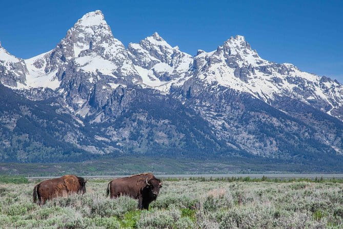 Half-Day Grand Teton Wildlife Safari Private Tour - FAQ
