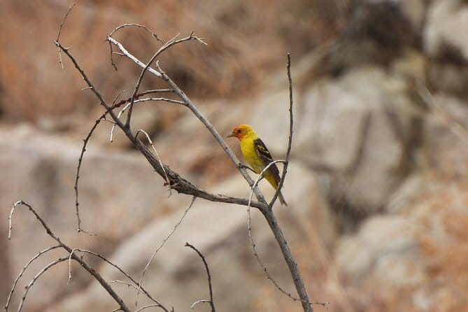 Half-Day Guided Hike in Joshua Tree National Park - The Guide: Your Key to a Better Experience