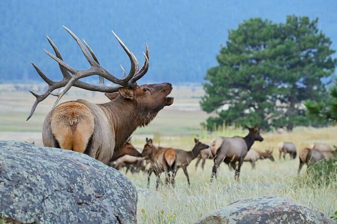 Half-Day Rocky Mountain National Park "Mountains to Sky Tour" - RMNPhotographer - FAQ