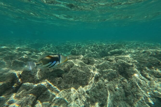 Hanauma Bay Guided Snorkeling Tour with Transportation - Authentic Marine Encounters and Guide Expertise