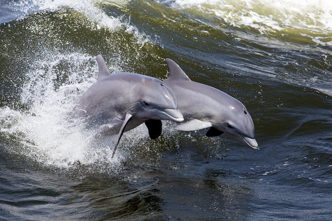 Hilton Head Sunset Dolphin Watching Cruise - Final Thoughts