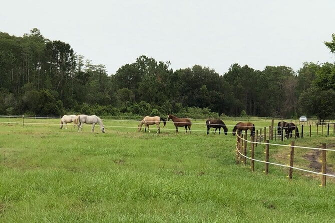 Horseback Ride on Scenic Lake Louisa Trails - Pricing and Value