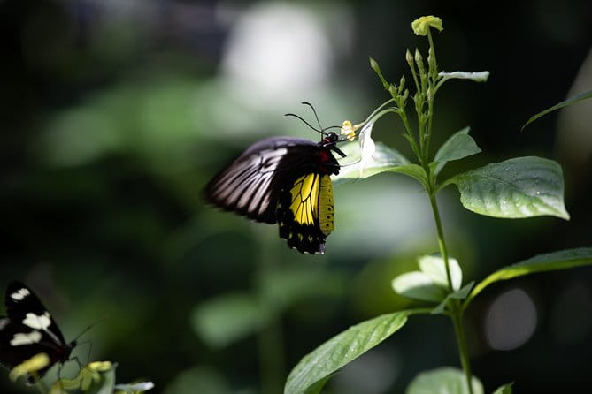 Houston Museum of Natural Science and Cockrell Butterfly Center - Family-Friendly Activities: Land of Beeyond