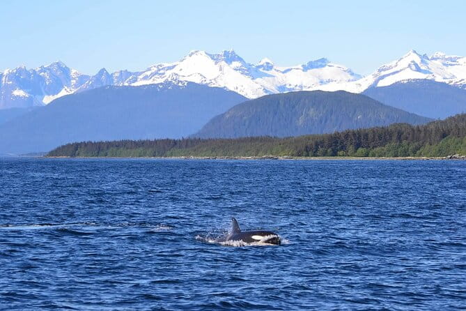 Icy Strait Whale & Wildlife Endeavor - FAQs